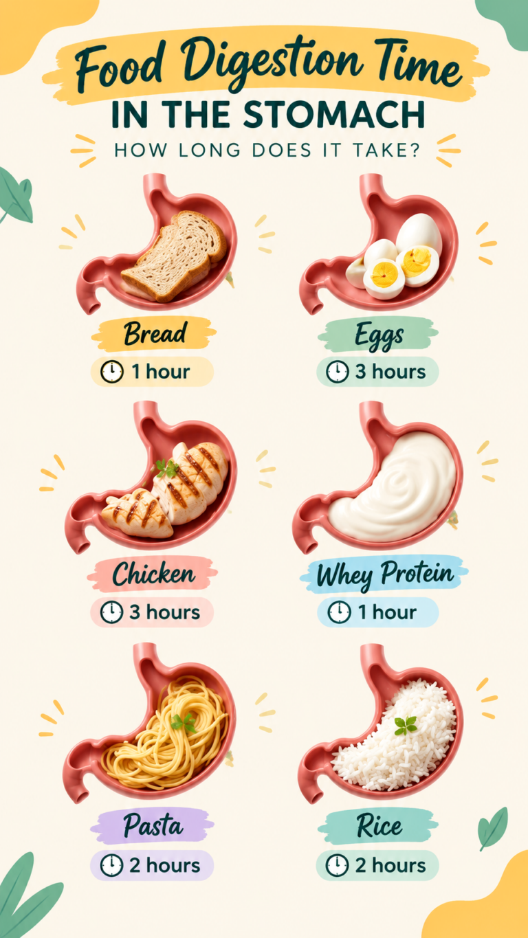 Food Digestion Times How Long Your Favorite Foods Stay in Your Stomach